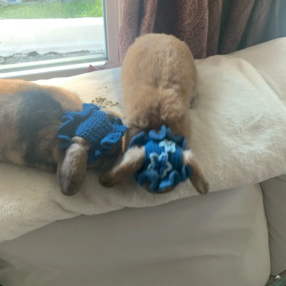 Small pet hats: bunnies, cats, small dogs